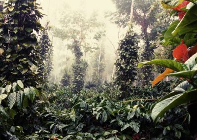 coorg green restaurant