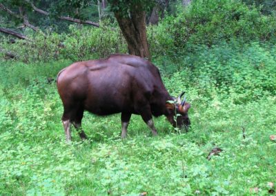 green valley resort wildlife
